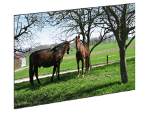 �摜�����C���[�������܂�